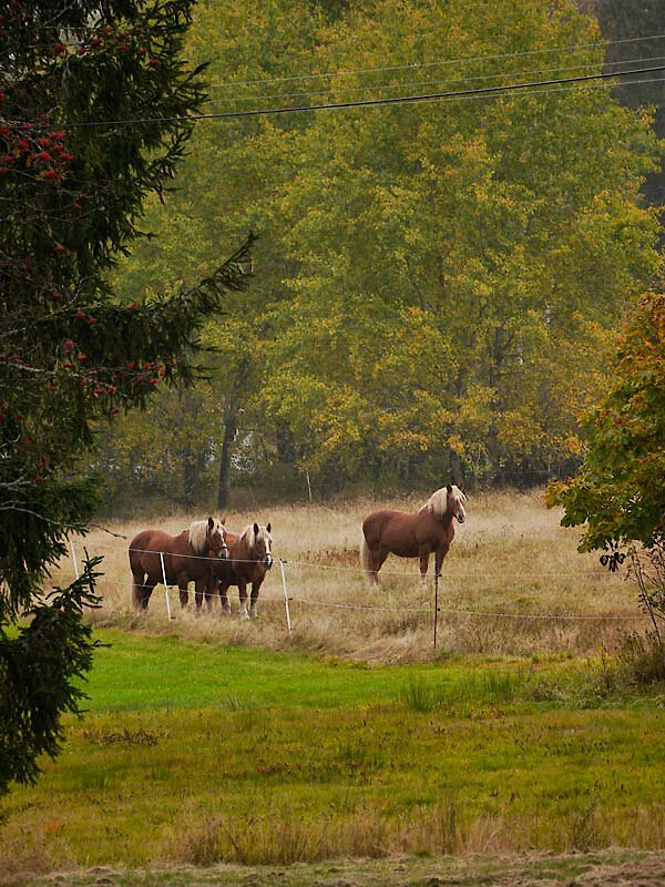 Pferde auf der Weide